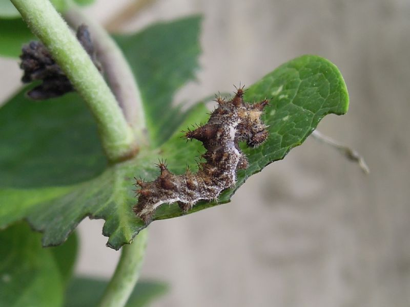 bruchino da id - Limenitis reducta, Nymphalidae